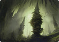 Image for Forest (55/81) Art Card (55) (Adventures in the Forgotten Realms) - Magic: The Gathering