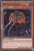 Image for Ibicella Lutea (MP21-EN009) (MP21) - YuGiOh